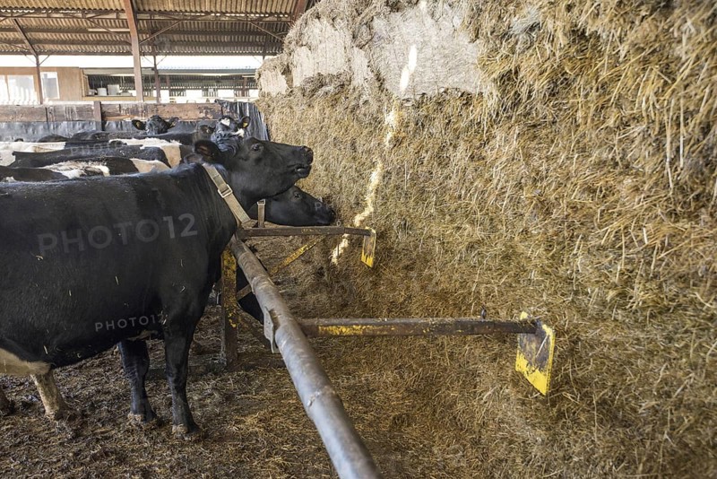 Domestic cattle