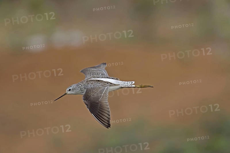 Marsh Sandpiper