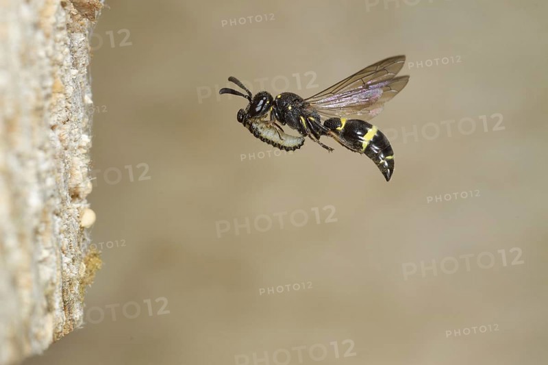 Willow mason-wasp