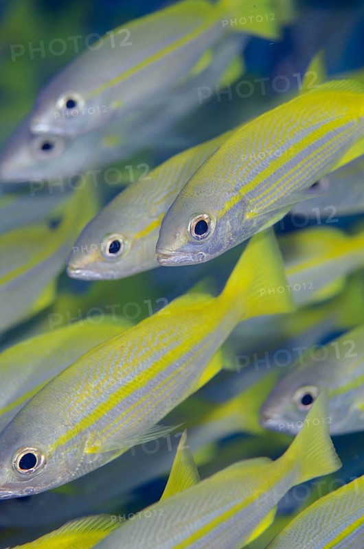 School of bigeye snapper