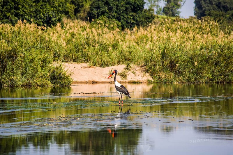 Saddle-billed stork