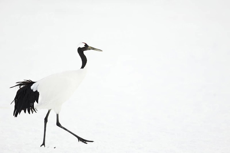Japanese red-crowned crane
