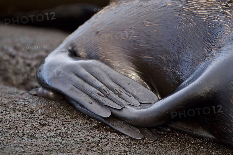 Galapagos seabear