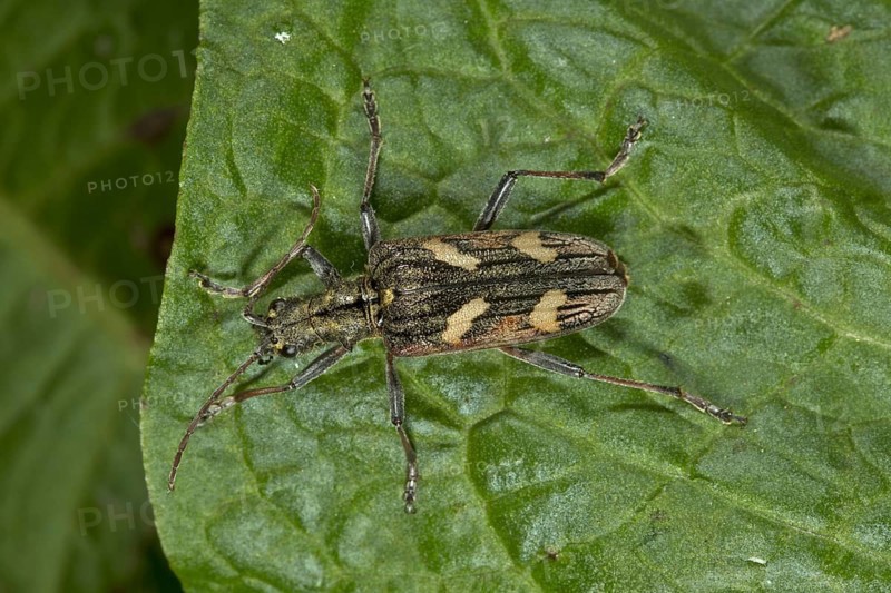 Yellow-banded pincer