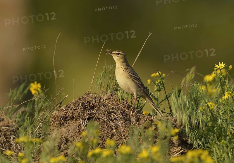 Adult tawny pipit