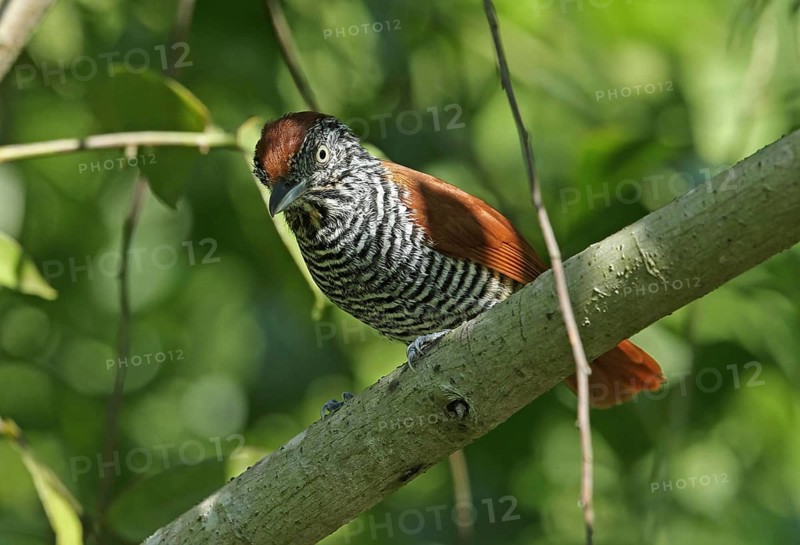 Chestnut-backed Antshrike