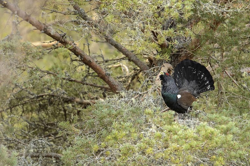 Western Capercaillie
