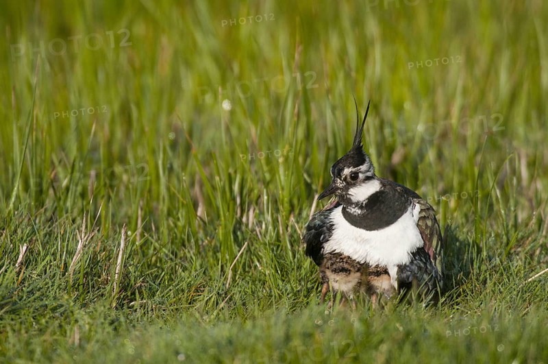 Northern Lapwing