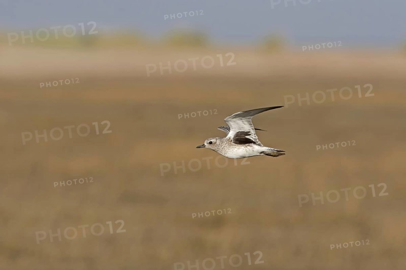 Grey Plover