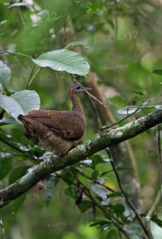 Great Tinamou