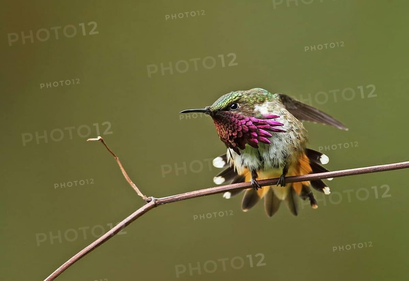 Wine-throated Hummingbird
