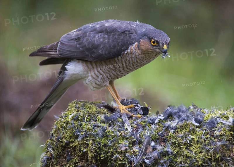 Eurasian Sparrowhawk