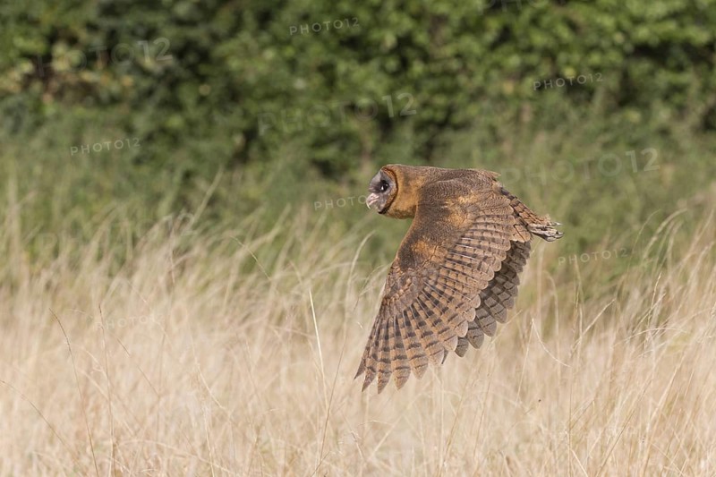 Hispaniola Barn Owl