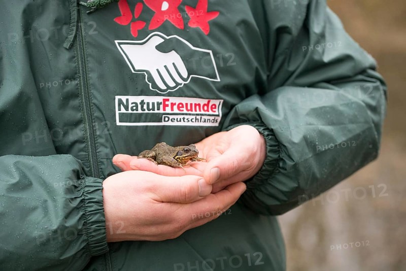 Grasfrosch