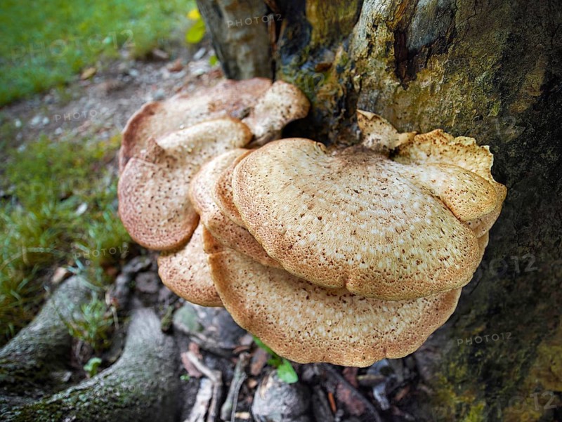 Tree sponge