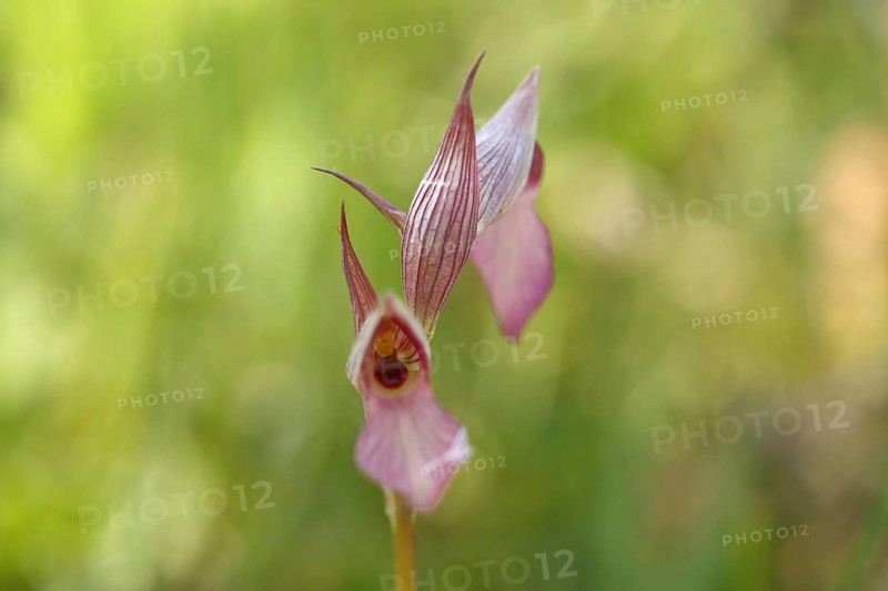 One-tailed Tongue Tendril