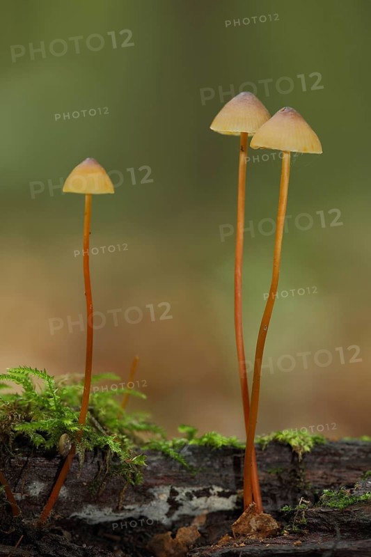 Three saffrondrop bonnets