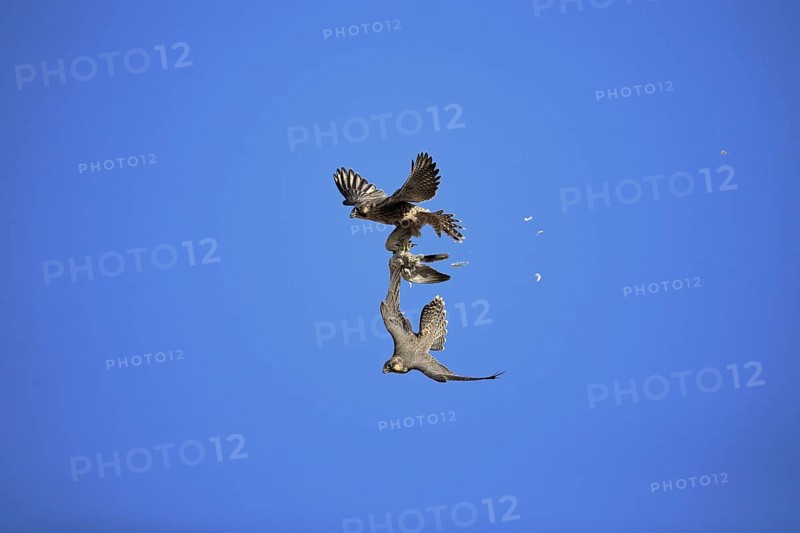 Peregrine Falcon