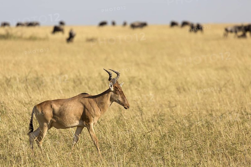 Coke's hartebeest