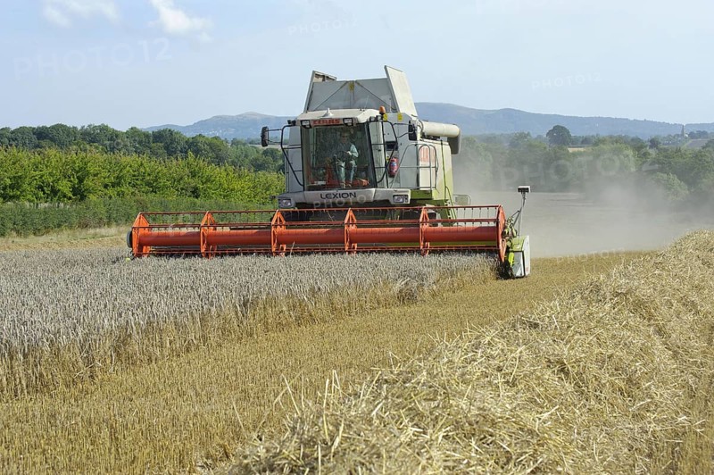 Wheat