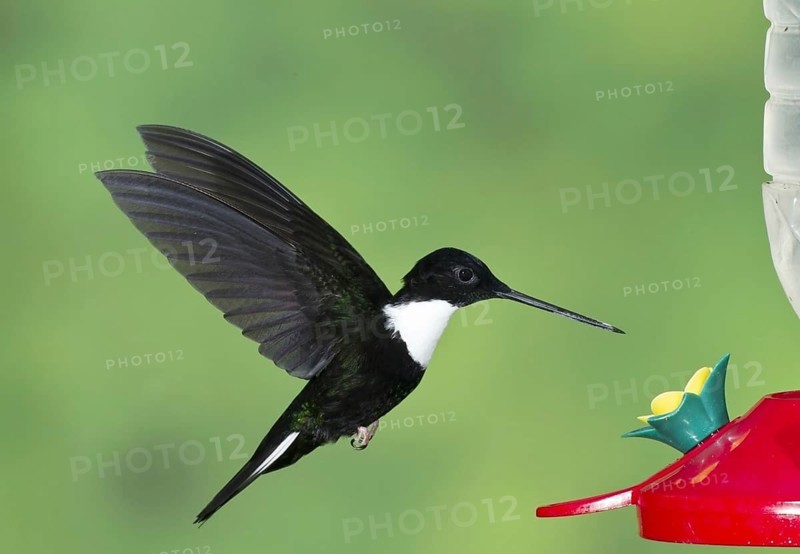 Breast-banded Andean Hummingbird