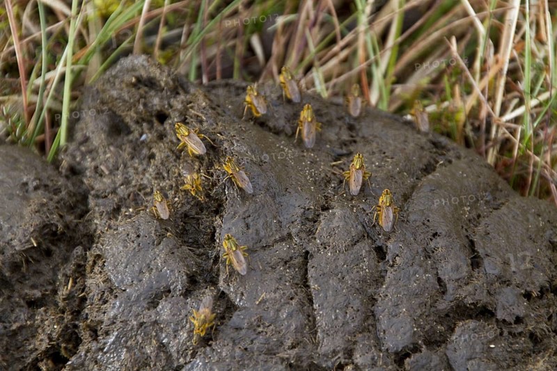 Yellow dung fly