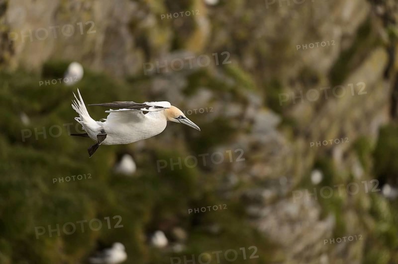 Northern Gannet