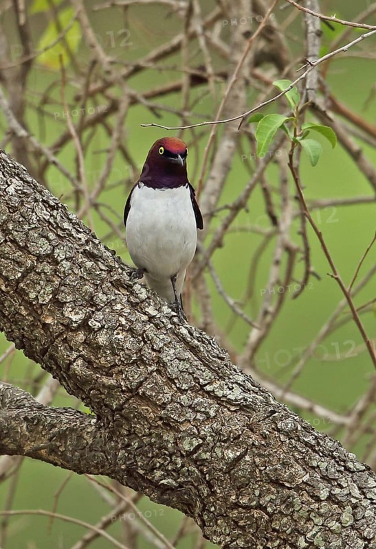 Purple-backed starling