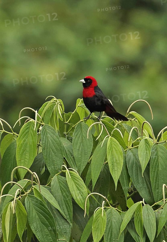Crimson-necked tanager