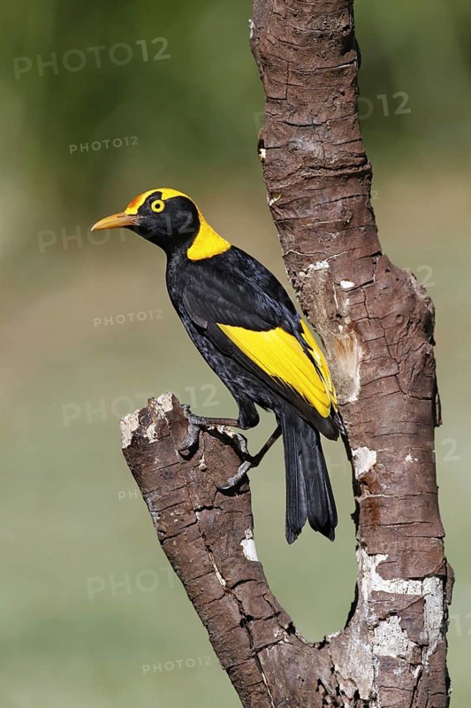 Regent Bowerbird