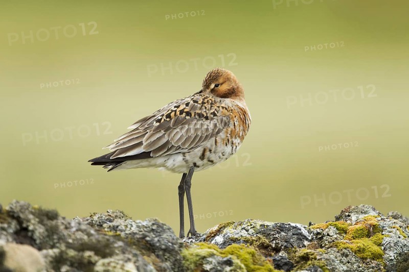 Black-tailed godwit