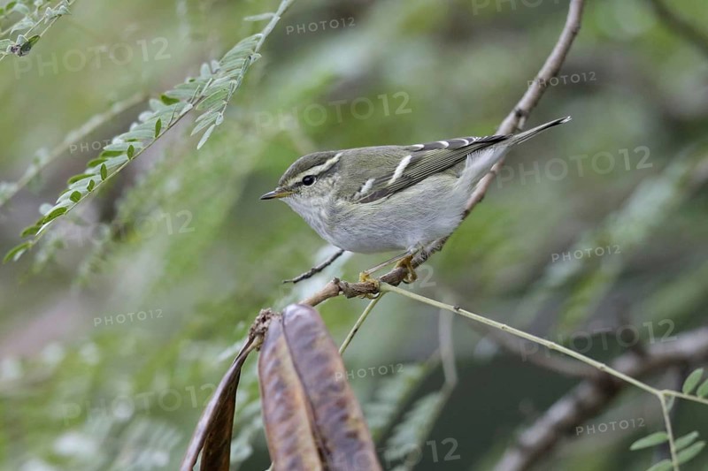 Yellow-browed Warbler