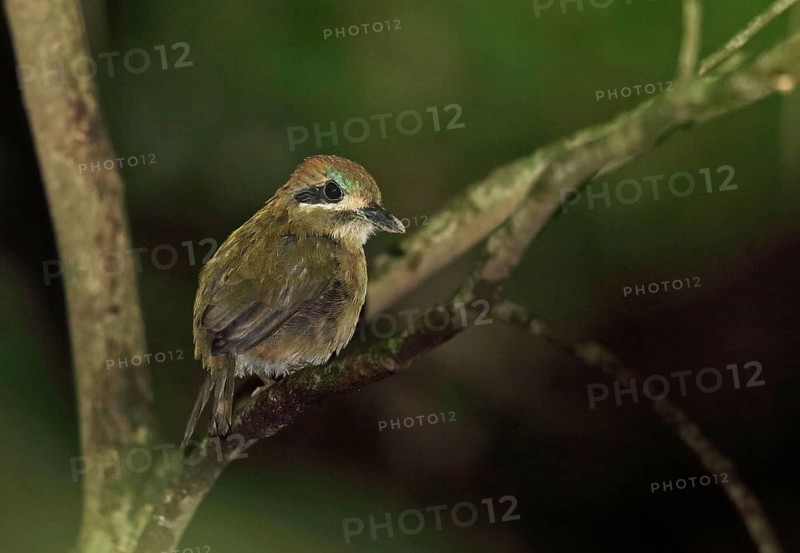Tody Motmot