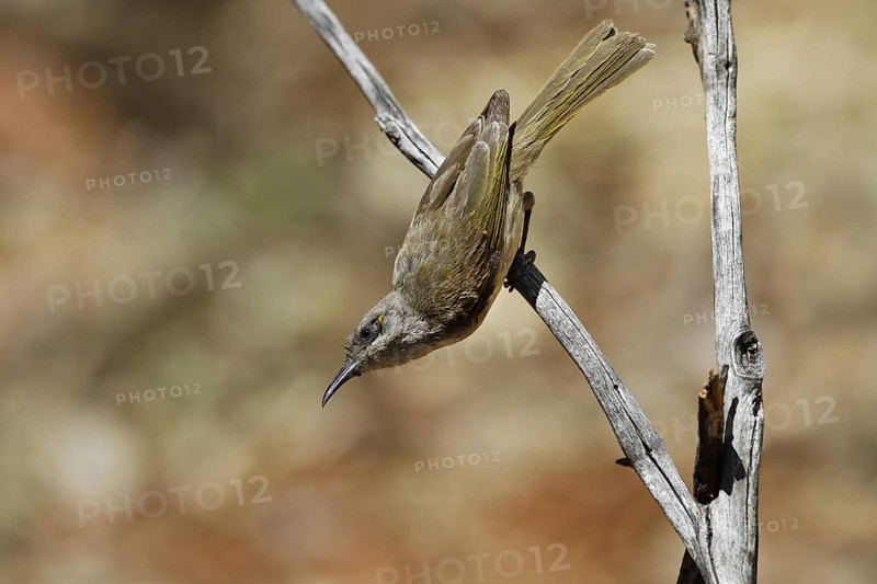 Brown Honeyeater