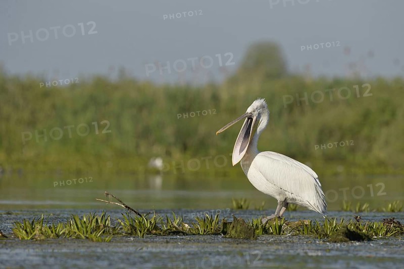 Dalmatian Pelican