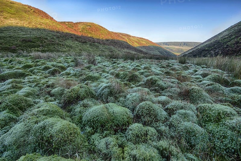 Peat moss growing in the valley habitat