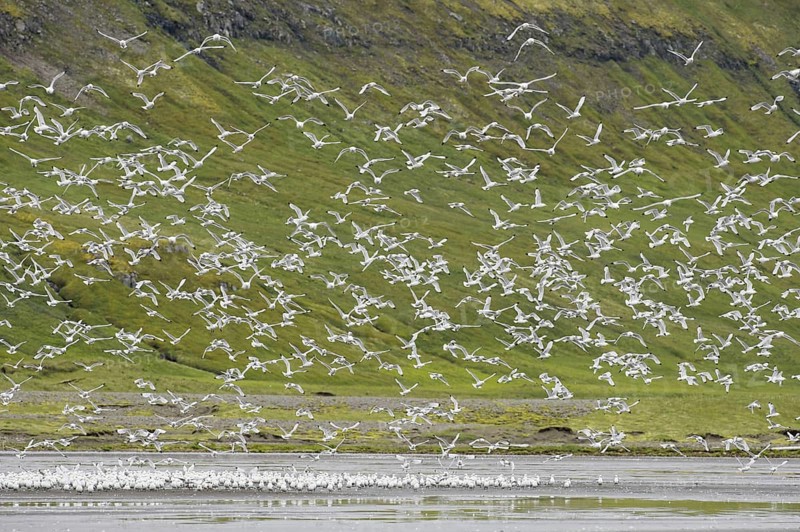 Larus tridactylus