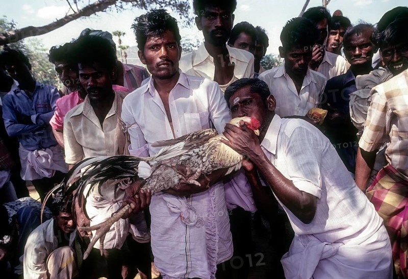 Cock Fighting near Madurai