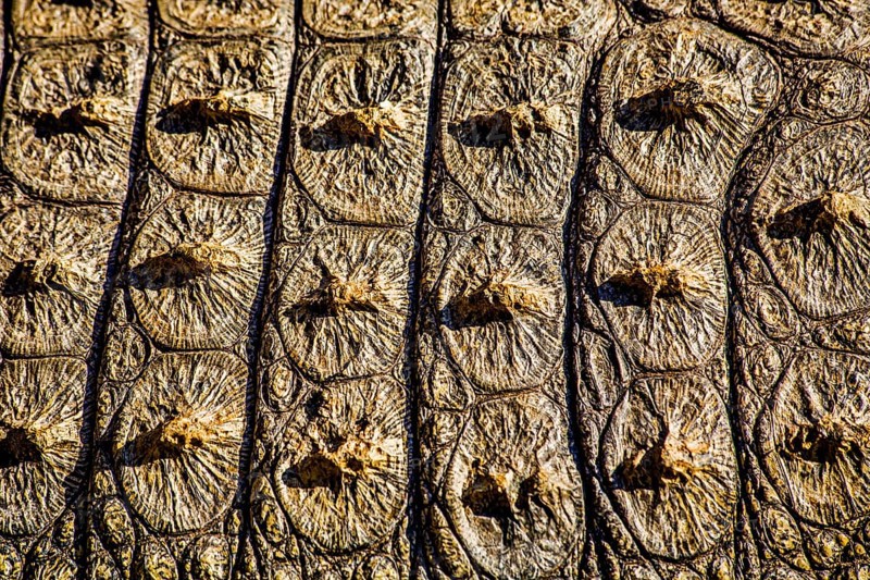 Crocodile skin