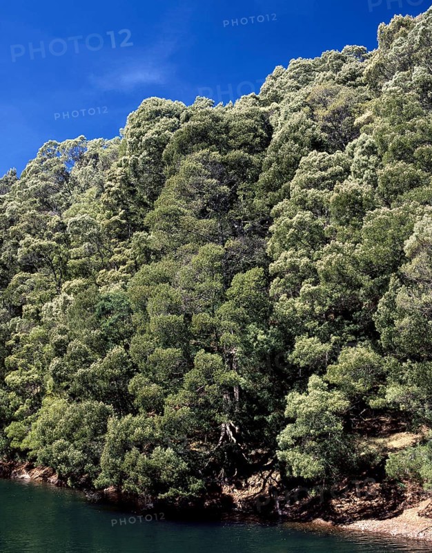 Trees on mountains