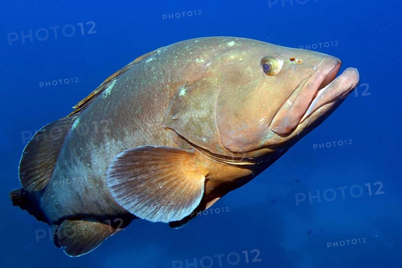 Dusky grouper