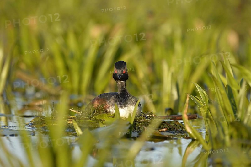 Black-necked Grebe