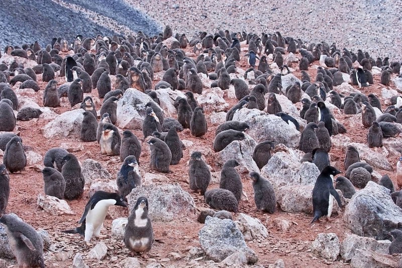 Adelie Penguin