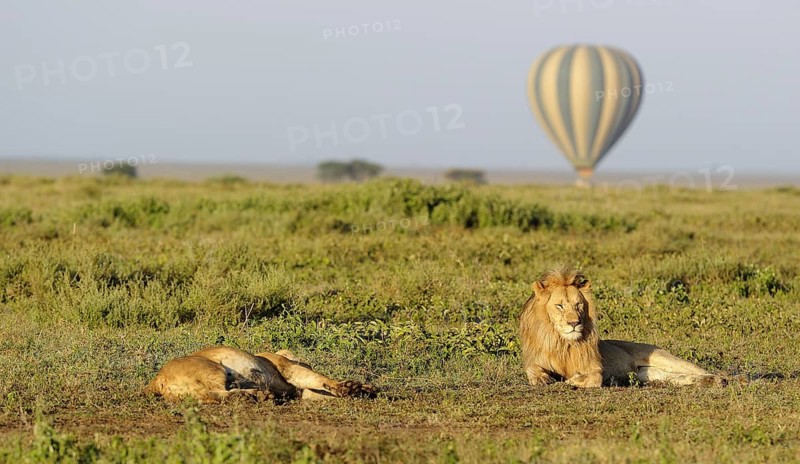 Masai Lion