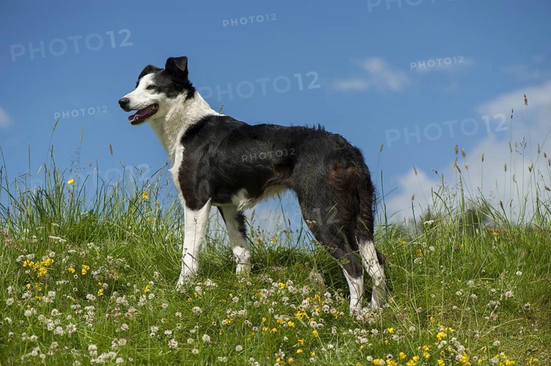 Domestic dog