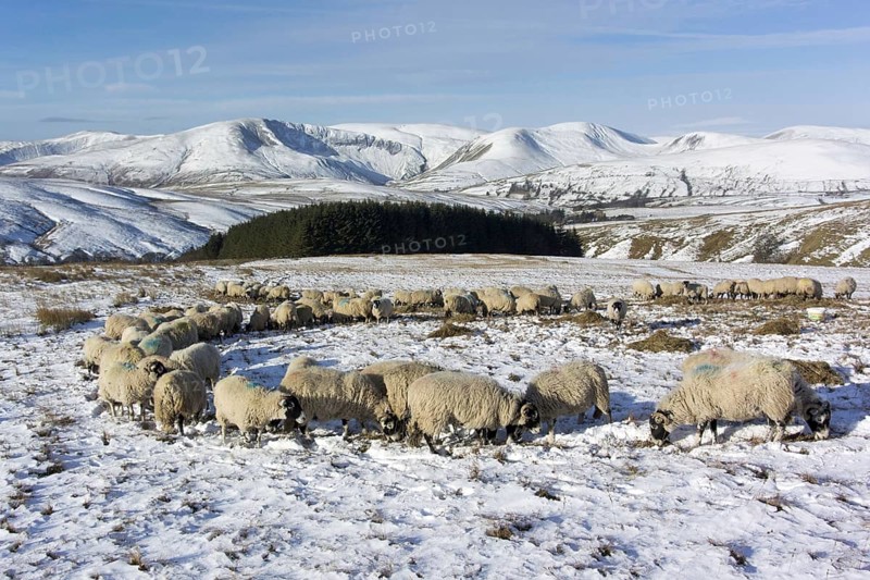 Domestic sheep