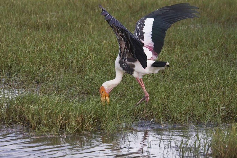 Painted stork feeding