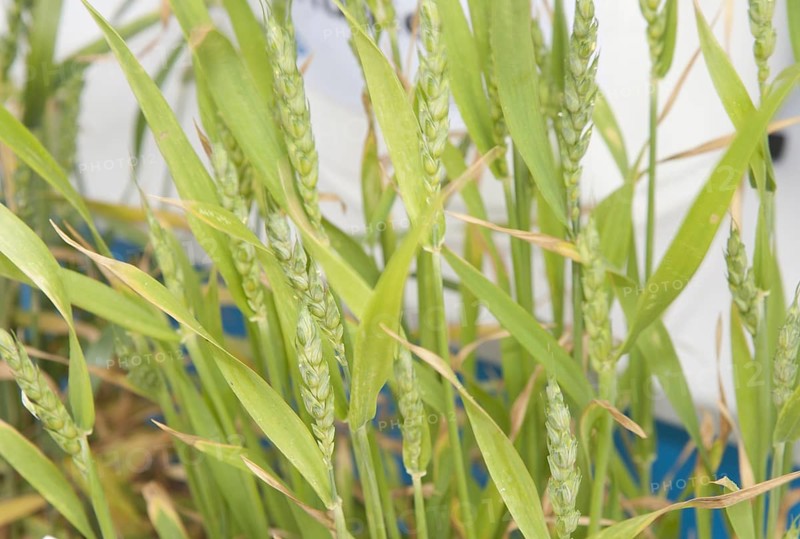 Sulphur deficiency in wheat