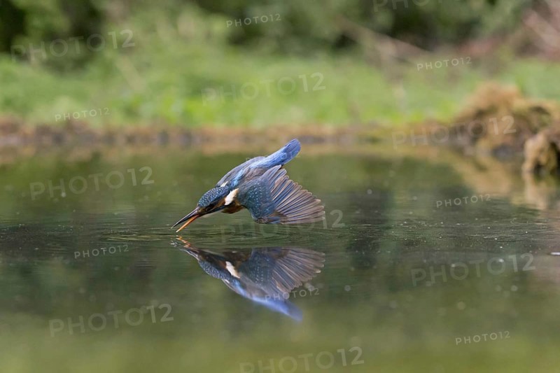 Common Kingfisher