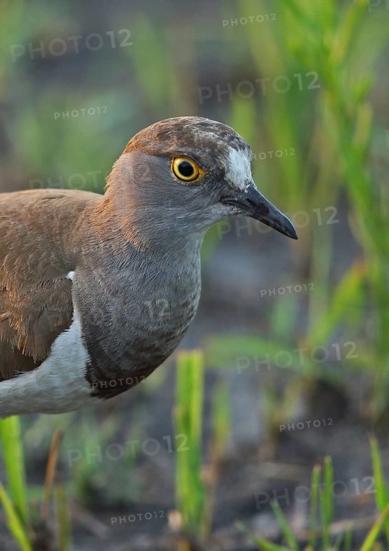 Black-winged Plover